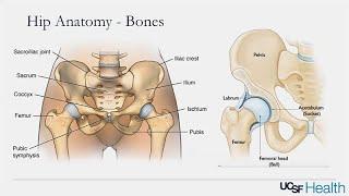 Hip Pain: When your Hip Won't Let You Hop!