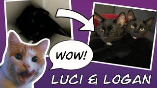 These cats were deemed unadoptable! - Luci and Logan - Journey to Independence