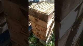 Альпийская пасека, улей Удав, без вощиная технология, расширяем цветет рапс, 30 апреля 2025 год
