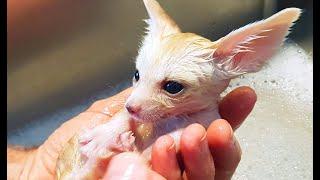 Littlest Baby Pet Fox Grows Up To Be SO Cute