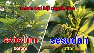 NYATA...!!! CARA SEDERHANA  INI PERCEPAT ALPUKAT BUNGA @BIBITUNGGUL​
