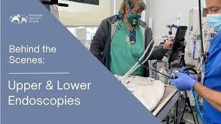 Behind the Scenes - Upper and Lower Endoscopy on a Cat - Veterinary Specialty Center