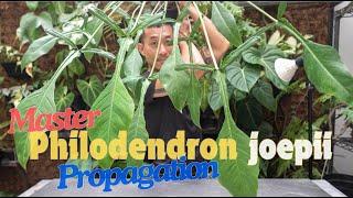 Master Philodendron Care & Propagation In Water Moss and Potting Mix! With Satisfying Updates!