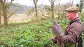 Hunting Pheasant with Goshawk's in Ireland