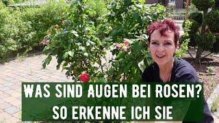 Was sind Augen bei Rosen? So erkenne ich sie