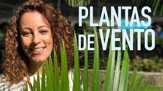 DESCUBRA as PLANTAS de VENTO para VARANDA, SACADA ou CASA DE PRAIA