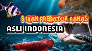 IKAN PREDATOR GANAS ASLI DARI INDONESIA