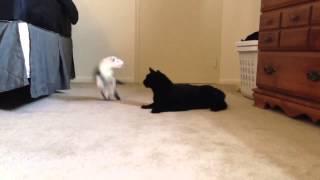 Cat Ferret play fighting