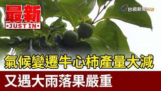 氣候變遷牛心柿產量大減 又遇大雨落果嚴重【最新快訊】