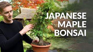 DIY: Making a Maple Bonsai tree