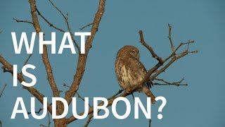 What is Audubon?