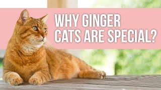Why Ginger Cats are Special? | Facts about Orangs Cats