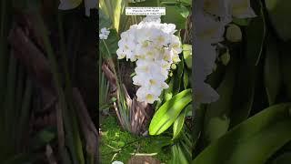 Buy Rare Orchid Plants Online #orchid #orchids#flowers #orchidcare #gardening #ytshorts #trending