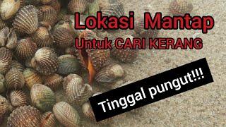 Lokasi nya mantap!!!   berburu kerang dara tinggal pungut