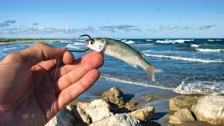 Fishing w/ live finger mullet at the jetty - what did I just catch?!