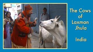 Cows of Laxman Jhula