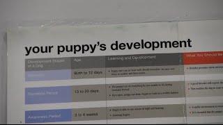 Dog training promotes positive behaviour