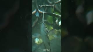 Archerfish: Precision Hunter With Water Jets #shorts #animals