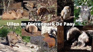 Dierentuin Review Uilen en Dierenpark de Paay 4K(60FPS)