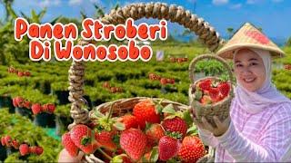 PANEN STROBERI DI CATRA STRAWBERRY WONOSOBO #catrastrawberry #panenstrawberry #dieng #wonosobo