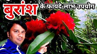 Burash | पहाड़ी फूल | बुराँश के फूल के फायदा, लाभ, उपयोग | Pahadi Vlog | Tasviron Mein Pahad