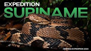 Reptiles & Amphibians of SURINAME (Herping Expedition 2023)