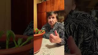 Полив комнатных растений зимой и летом