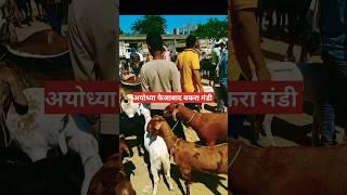 Ayodhya Faizabad बकरा मंडी || rk goat farming ||#shorts #bakramandi #ytshorts #viral