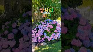덥고 습하고~~갱년기 아줌마 죽겄어요!! 제가 제일 좋아하는 수국 보고 힐링하세요.~ #쇼츠 #shorts #김용빈 #김용빈노래 #상사화 #수국 #건강한중년 #갱년기