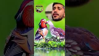 smoothing voice recitation Quran Surah Ad Duha Full with arabic text