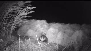 Tales from a Fenland Ditch. The Badger family