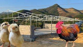 How to build a CHICKEN COOP for beginners - Poultry business.