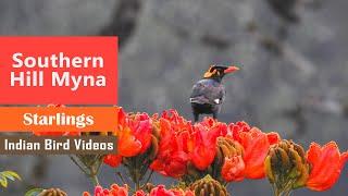 The southern hill myna (Gracula indica)