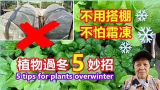 5 Tips for Plants Overwinter and Grow next year | Mars Hydro