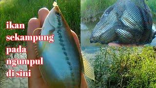 MANCING SEPAT SIAM UMPAN LUMUT FULL STRIKE...!! || kir Yanto 77