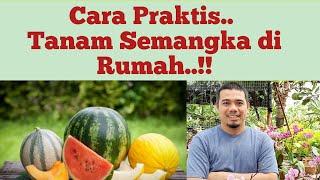Cara mudah menanam semangka di pot (polybag)/ panduan lengkap cara menanam semangka