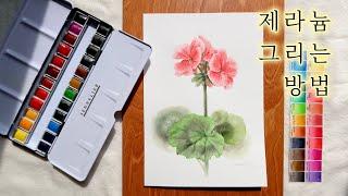 ENG) 제라늄 그리는 방법 -제라늄 색 추천!!| How to draw Geraniums in Watercolor