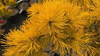 Pinus mugo 'Carstens' aka Carsten’s Wintergold Mountain Pine Tree ~ MrMaple Clips 