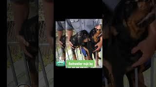 Chó Rottweiler siêu lanh, làm cận vệ giữ xưởng  tốt #rottweiler #malinois #becgie #chórottweiler