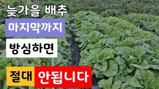 늦가을 김장배추, 방심은 금물, 마지막까지 이것 조심해야...