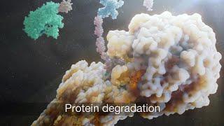 Introduction to protein degradation