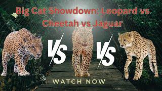 Big Cat Showdown: Leopard vs Cheetah vs Jaguar