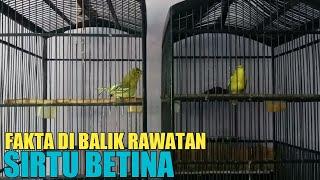 MANFAAT MERAWAT BURUNG SIRTU BETINA CEK FAKTANYA DISINI 