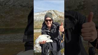 What a Shot! #sniper #ptarmigan #birds #hunting #slingshot #slingshothunting