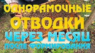 Однорамочные отводки через месяц после формирования.