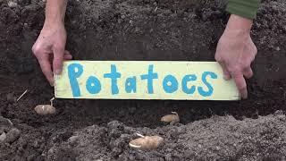 Planting Makah Ozette potatoes at the South Whidbey School Farm