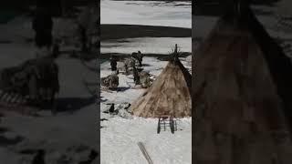 Arctic Nenets Nomads Camp  Chum tent ️ #shorts #nomads