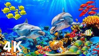 4K Ocean World  Colorful Tropical Fish, Jellyfish & Coral Reefs – Soothing Meditation Sounds #1