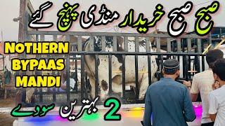 Nothern Bypass Mandi Me Subha Subha Soday | Cow Mandi 2024