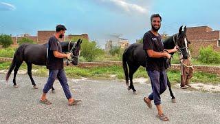 Aj Apny Horse Ko Bhr Le Aiy